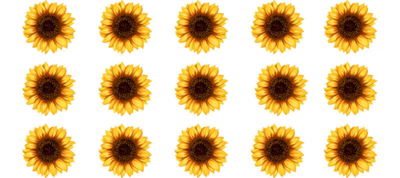 Yellow sunflower floral nature pattern