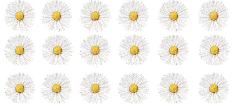 White daisy flower floral pattern with fresh summer style
